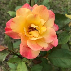 Meet your Posher, Darlene